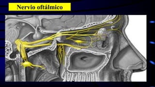Nervio oftálmico
 