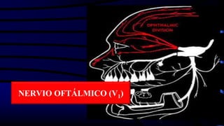 NERVIO OFTÁLMICO (V1)
 
