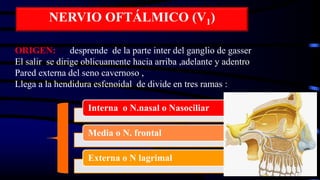 ORIGEN: Se desprende de la parte inter del ganglio de gasser
El salir se dirige oblicuamente hacia arriba ,adelante y adentro
Pared externa del seno cavernoso ,
Llega a la hendidura esfenoidal de divide en tres ramas :
NERVIO OFTÁLMICO (V1)
Interna o N.nasal o Nasociliar
Media o N. frontal
Externa o N lagrimal
 