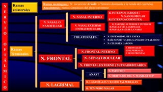 N
E
R
V
I
O
O
F
T
Á
L
M
I
C
O
N. FRONTAL INTERNO
N. LAGRIMAL
N. NASAL O
NASOCILIAR
N. PATETICO
N. ORBITARIO DEL N. MAXILAR SUP
R. LAGRIMALES Y RAMOS PALPEBRALES
N. FRONTAL
Ramas
colaterales
Ramos meníngeos: ( N. recurrente Arnold o Tentorio destinada a la tienda del cerebelo).
Anastomosis : ramos simpáticos del plexo cavernoso
Ramas
Terminales
N. NASAL INTERNO
N. NASAL EXTERNO
( INFRATROCLEAR)
R. PÁRPADO SUPERIOR E INFERIOR
R.PARA LA VÍA LAGRIMALR.
R.PARA LA RAÍZ DE LA NARIZ
COLATERALES  N. ESFENOIDAL DE LUSCKA
 RAÍZ SENSITIVA DEL GANGLIO OFTALMICO
 N. CILIARES LARGOS
R. INTERNO (TABIQUE )
N. NASOLOBULAR
R.EXTERNO (CORNETES)
R. TEMPORO MALAR
N. FRONTAL EXTERNO ( SUPRAORBITARIO)
N. SUPRATROCLEAR
ANAST
F. FRONTALES
F.PALPEBRALES
F. SENO FRONTAL
 