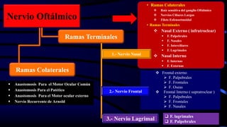 Nervio Oftálmico
 Anastomosis Para el Motor Ocular Común
 Anastomosis Para el Patético
 Anastomosis Para el Motor ocular externo
 Nervio Recurrente de Arnold
 Frontal externo
 F. Palpebrales
 F. Frontales
 F. Oseas
 Frontal Interno ( supratroclear )
 F. Palpebrales
 F. Frontales
 F. Nasales
Ramas Terminales
• Ramas Colaterales
 Raíz sensitiva del ganglio Oftálmico
 Nervios Ciliares Largos
 Filete Esfenoetmoidal
• Ramas Terminales
 Nasal Externo ( infratroclear)
 F. Palpebrales
 F. Nasales
 F. Interciliares
 F. Lagrimales
 Nasal Interno
 F. Internas
 F. Externas
 F. lagrimales
 F. Palpebrales
3.- Nervio Lagrimal
2.- Nervio Frontal
1.- Nervio Nasal
Ramas Colaterales
 