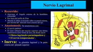 Nervio Lagrimal
• Recorrido:
 Atraviesa el Angulo externo de la hendidura
esfenoidal
 Por fuera del anillo de Zinn
 Aborda la órbita avanzando sobre su pared externa,
por encima del músculo recto externo del ojo.
• Anastomosis: Se anastomosa con:
 El nervio patético
 El ramo orbitario del maxilar superior; esta última
anastomosis tiene forma de arco, de donde nacen
 Filetes lagrimales parasimpaticos y
 El nervio temporomalar .
• Inerva: la glándula lagrimal y la parte
externa del párpado superior
 