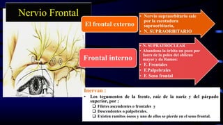 Nervio Frontal
Inervan :
• Los tegumentos de la frente, raíz de la nariz y del párpado
superior, por :
 Filetes ascendentes o frontales y
 Descendentes o palpebrales.
 Existen ramitos óseos y uno de ellos se pierde en el seno frontal.
• Nervio supraorbitario sale
por la escotadura
supraorbitaria,
• N. SUPRAORBITARIO
El frontal externo
• N. SUPRATROCLEAR
• Abandona la órbita un poco por
fuera de la polea del oblicuo
mayor y da Ramos:
• F. Frontales
• F.Palpebrales
• F. Seno frontal
Frontal interno
 