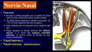 • Trayecto:
 Invade la órbita pasando por el anillo de Zinn
entre las dos ramas del motor ocular común.
 Se dirige hacia adelante y adentro cruzando en
( X ) la cara superior del nervio óptico,
 Está cubierto por el músculo recto superior del
ojo,
 Sigue después el borde inferior del oblicuo
mayor, y a nivel del agujero etmoidal
anterior, el nervio nasal se divide en dos
ramas terminales:
• Nasal interno y
• Nasal externo. (Infratroclear)
Nervio Nasal
 