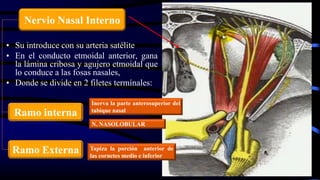 • Su introduce con su arteria satélite
• En el conducto etmoidal anterior, gana
la lámina cribosa y agujero etmoidal que
lo conduce a las fosas nasales,
• Donde se divide en 2 filetes termínales:
Nervio Nasal Interno
Ramo interna
Ramo Externa Tapiza la porción anterior de
las cornetes medio e inferior
Inerva la parte anterosuperior del
tabique nasal
N. NASOLOBULAR
 