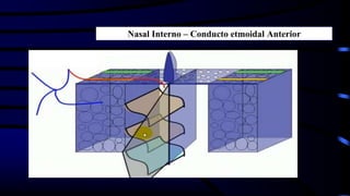 Nasal Interno – Conducto etmoidal Anterior
 