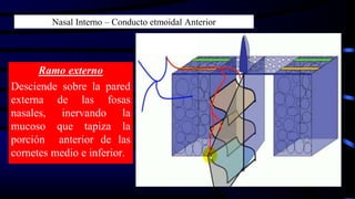 Nasal Interno – Conducto etmoidal Anterior
Ramo externo
Desciende sobre la pared
externa de las fosas
nasales, inervando la
mucoso que tapiza la
porción anterior de las
cornetes medio e inferior.
 