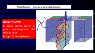 Ramo Interno
El ramo interno inerva la
parte anterosuperior del
tabique nasal
R sup . N. Nasolobular
Nasal Interno – Conducto etmoidal Anterior
 