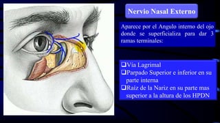 Aparece por el Angulo interno del ojo
donde se superficializa para dar 3
ramas terminales:
Nervio Nasal Externo
Vía Lagrimal
Parpado Superior e inferior en su
parte interna
Raíz de la Nariz en su parte mas
superior a la altura de los HPDN
 
