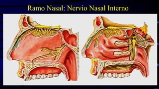 Ramo Nasal: Nervio Nasal Interno
 