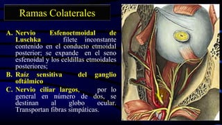 Ramas Colaterales
A. Nervio Esfenoetmoidal de
Luschka filete inconstante
contenido en el conducto etmoidal
posterior; se expande en el seno
esfenoidal y los celdillas etmoidales
posteriores;
B. Raíz sensitiva del ganglio
oftálmico
C. Nervio ciliar largos, por lo
general en número de dos, se
destinan al globo ocular.
Transportan fibras simpáticas.
 