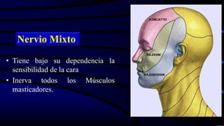 • Tiene bajo su dependencia la
sensibilidad de la cara
• Inerva todos los Músculos
masticadores.
Nervio Mixto
 