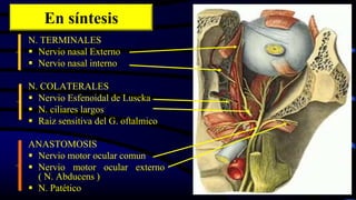 En síntesis
N. TERMINALES
 Nervio nasal Externo
 Nervio nasal interno
N. COLATERALES
 Nervio Esfenoidal de Luscka
 N. ciliares largos
 Raiz sensitiva del G. oftalmico
ANASTOMOSIS
 Nervio motor ocular comun
 Nervio motor ocular externo
( N. Abducens )
 N. Patético
 