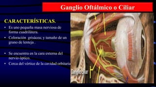Ganglio Oftálmico o Ciliar
CARACTERÍSTICAS.
• Es uno pequeña masa nerviosa de
forma cuadrilátera.
• Coloración grisácea; y tamaño de un
grano de lenteja .
• Se encuentra en la cara externa del
nervio óptico.
• Cerca del vértice de la cavidad orbitaria
 