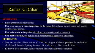 Ramas G. Ciliar
AFERENTES.
• En su extremo anterior recibe:
• Una raíz motora parasimpática, de la rama del oblicuo menor, rama del nervio
motor ocular común.
• Una raíz motora simpática, del plexo carotídeo ( carotida interna ).
• Una raíz sensitiva, del nervio nasal rama terminal del nervio oftálmico.
EFERENTES.
• Son los nervios ciliares cortos (5 a 6), se dirigen adelante, perforan la esclerótica
alrededor del nervio óptico y inervan el iris, el cuerpo ciliar, la esclerótica.
• El nervio de Tiedeman, que acompaña a la arteria central de la retina.
 
