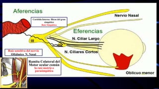 Raíz sensitiva del nervio
Oftálmico N. Nasal
Ramita Colateral del
Motor ocular común
la raíz motriz o
parasimpátíca
Carótida Interna fibras del gran
simpático
Raíz Simpática
 