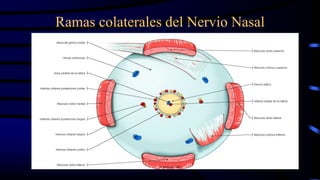 Ramas colaterales del Nervio Nasal
 