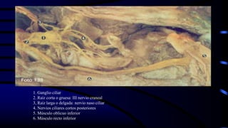 1. Ganglio ciliar
2. Raíz corta o gruesa: III nervio craneal
3, Raíz larga o delgada: nervio naso ciliar
4. Nervios ciliares cortos posteriores
5. Músculo oblicuo inferior
6. Músculo recto inferior
 