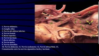1, Nervio oftálmico.
2, Ganglio ciliar.
3, Nervio del oblicuo inferior.
4, Nervio frontal.
5, Recto superior.
6, Nervio lacrimal.
7, Recto inferior.
8, Nervio óptico.
9, Nervio nasociliar.
10, Nervio abducens. 11, Nervio oculomotor. 12, Nervio infraorbital. 13,
Comunicación entre los nervios zigomático-facila y lacrimal.
 
