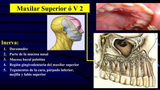 Inerva:
1. Duramadre
2. Parte de la mucosa nasal
3. Mucosa bucal palatina
4. Región gingivodentaria del maxilar superior
5. Tegumentos de la cara, párpado inferior,
mejilla y labio superior
Maxilar Superior ó V 2
 