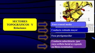 •
SECTORES
TOPOGRÁFICOS Y
Relaciones
Conducto suborbitario (por
cuyo orificio facial se expande
en filetes terminales)
Fosa pterigomaxilar
Conducto redondo mayor
Fosa craneal media
 