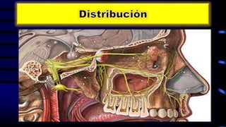 • El V2 emite ramas colaterales y terminales.
 