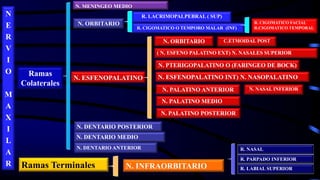 N
E
R
V
I
O
M
A
X
I
L
A
R
( N. ESFENO PALATINO EXT) N. NASALES SUPERIOR
N. DENTARIO POSTERIOR
N. MENINGEO MEDIO
R. PARPADO INFERIOR
R. NASAL
N. DENTARIO MEDIO
N. ESFENOPALATINO
Ramas Terminales N. INFRAORBITARIO
Ramas
Colaterales
R. CIGOMATICO O TEMPORO MALAR (INF)
R. LACRIMOPALPEBRAL ( SUP)
N. DENTARIO ANTERIOR
N. PTERIGOPALATINO O (FARINGEO DE BOCK)
N. PALATINO ANTERIOR
N. ORBITARIO
N. ESFENOPALATINO INT) N. NASOPALATINO
N. PALATINO MEDIO
N. PALATINO POSTERIOR
N. ORBITARIO
R. LABIAL SUPERIOR
R. CIGOMATICO FACIAL
R.CIGOMATICO TEMPORAL
C.ETMOIDAL POST
N. NASAL INFERIOR
 