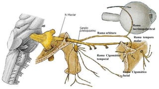 Rama orbitaro
Rama
lacrimopalpebral
Rama temporo
malar
Rama Cigomático
facial
Rama Cigomático
temporal
 