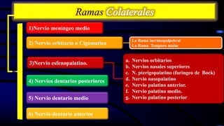 Ramas
6) Nervio dentario anterior
5) Nervio dentario medio
4) Nervios dentarios posteriores
a. Nervios orbitarios
b. Nervios nasales superiores
c. N. pterigopalatino (faringeo de Bock)
d. Nervio nasopalatino
e. Nervio palatino anterior.
f. Nervio palatino medio.
g. Nervio palatino posterior
3)Nervio esfenopalatino.
La Rama lacrimopalpebral
La Rama Temporo malar2) Nervio orbitario o Cigomatico
1)Nervio meningeo medio
 