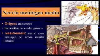 • Origen: en el cráneo
• Inervación: duramadre próxima
• Anastomosis: con el ramo
meníngeo del nervio maxilar
inferior.
 