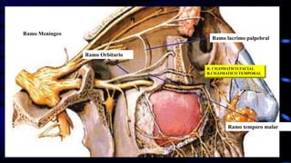 Ramo Meníngeo
Ramo Orbitario
Ramo lacrimo palpebral
Ramo temporo malar
R. CIGOMATICO FACIAL
R.CIGOMATICO TEMPORAL
 