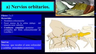 a) Nervios orbitarios.
Filetes: 2 a 3
Recorrido:
• Hendidura esfenomaxilar
• Pared interna de la orbita (debajo del
musculo recto inferior).
• Conducto etmoidal posterior (en
compañía del filete esfenoetmoidal de
Luschka )
Inerva:
Mucosa que recubre el seno esfenoidal
y celdillas etmoidales posteriores.
 