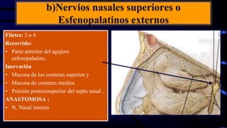 b)Nervios nasales superiores o
Esfenopalatinos externos
Filetes: 3 o 4
Recorrido:
• Parte anterior del agujero
esfenopalatino.
Inervación
• Mucosa de los cornetes superior y
• Mucosa de cornetes medios
• Porción posterosuperior del septo nasal .
ANASTOMOSA :
• N. Nasal interno
 