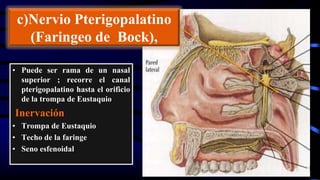 c)Nervio Pterigopalatino
(Faringeo de Bock),
• Puede ser rama de un nasal
superior ; recorre el canal
pterigopalatino hasta el orificio
de la trompa de Eustaquio
Inervación
• Trompa de Eustaquio
• Techo de la faringe
• Seno esfenoidal
 