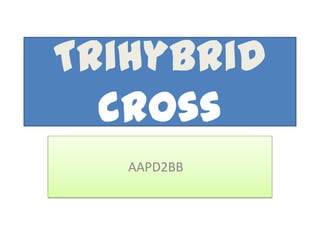 Trihybrid
  cross
   AAPD2BB
 