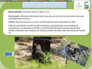 .
Nome científico: Caracara plancus (Miller, 1777)
Alimentação: Alimenta-se de quase tudo o que acha, de animais vivos ou mortos até o lixo
produzido pelos humanos.
Habitat: Pousa em árvores ou cercas, sendo frequentemente observado no chão.
Pode ser encontrado em todo território brasileiro, ocupando toda uma variedade de
ecossistemas. Sua aparição no CETAS e na Trilha do Rio Vermelho acontece geralmente
devido a acidentes como choques em árvores, paredes de vidro, redes de campos de futebol
etc.
Carcará ou Caracará
 
