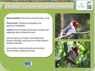 .
Nome científico: Paroaria coronata (Miller, 1776)
Alimentação: Alimenta-se de grãos e de
pequenos artrópodes.
Habitat: Vive em bordas de arrozais, campos com
vegetação alta e bordas de matas.
Esta ave possui um canto e uma beleza que
chama a atenção o que leva a ser muito caçada e
também traficada.
Assim como a maioria dos pássaros canoros,
forma bandos na época de muda.
Cardeal , Cardeal-de-topete-vermelho
 