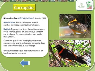 .
Nome científico: Icterus jamacaii (Gmelin, 1788)
Alimentação: Frutos, sementes, insetos,
aranhas e outros pequenos invertebrados.
Habitat: É comum em áreas da caatinga e zonas
secas abertas, pousa em cactáceas, e também
em bordas de florestas e clareiras, nos locais
mais úmidos.
É uma ave que chama a atenção pelas cores
marcantes do laranja e do preto, por conta disso
e do canto melodioso, é alvo de caça.
Uma curiosidade é que não costuma andar em
bandos mas sim em pares.
Corrupião
 