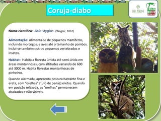 .
Nome científico: Asio stygius (Wagler, 1832)
Alimentação: Alimenta-se de pequenos mamíferos,
incluindo morcegos, e aves até o tamanho de pombos.
Inclui-se também outros pequenos vertebrados e
insetos.
Habitat: Habita a floresta úmida até semi-árida em
áreas montanhosas, com altitudes variando de 600
até 3000 m. Habita florestas montanhosas de
pinheiros.
Quando alarmada, apresenta postura bastante fina e
ereta, com “orelhas” (tufo de penas) eretos. Quando
em posição relaxada, as “orelhas” permanecem
abaixadas e não visíveis.
Coruja-diabo
 