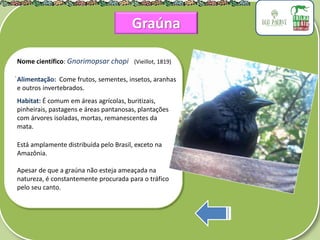 .
Nome científico: Gnorimopsar chopi (Vieillot, 1819)
Alimentação: Come frutos, sementes, insetos, aranhas
e outros invertebrados.
Habitat: É comum em áreas agrícolas, buritizais,
pinheirais, pastagens e áreas pantanosas, plantações
com árvores isoladas, mortas, remanescentes da
mata.
Está amplamente distribuída pelo Brasil, exceto na
Amazônia.
Apesar de que a graúna não esteja ameaçada na
natureza, é constantemente procurada para o tráfico
pelo seu canto.
Graúna
 