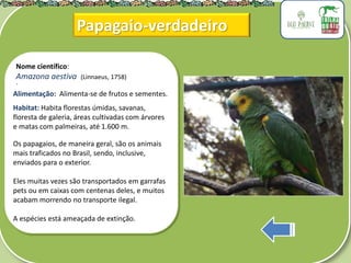 .
Nome científico:
Amazona aestiva (Linnaeus, 1758)
Alimentação: Alimenta-se de frutos e sementes.
Habitat: Habita florestas úmidas, savanas,
floresta de galeria, áreas cultivadas com árvores
e matas com palmeiras, até 1.600 m.
Os papagaios, de maneira geral, são os animais
mais traficados no Brasil, sendo, inclusive,
enviados para o exterior.
Eles muitas vezes são transportados em garrafas
pets ou em caixas com centenas deles, e muitos
acabam morrendo no transporte ilegal.
A espécies está ameaçada de extinção.
Papagaio-verdadeiro
 