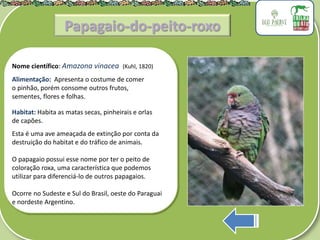 .
Nome científico: Amazona vinacea (Kuhl, 1820)
Alimentação: Apresenta o costume de comer
o pinhão, porém consome outros frutos,
sementes, flores e folhas.
Habitat: Habita as matas secas, pinheirais e orlas
de capões.
Esta é uma ave ameaçada de extinção por conta da
destruição do habitat e do tráfico de animais.
O papagaio possui esse nome por ter o peito de
coloração roxa, uma característica que podemos
utilizar para diferenciá-lo de outros papagaios.
Ocorre no Sudeste e Sul do Brasil, oeste do Paraguai
e nordeste Argentino.
Papagaio-do-peito-roxo
 