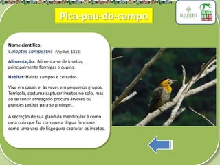 .
Nome científico:
Colaptes campestris (Vieillot, 1818)
Alimentação: Alimenta-se de insetos,
principalmente formigas e cupins.
Habitat: Habita campos e cerrados.
Vive em casais e, às vezes em pequenos grupos.
Terrícola, costuma capturar insetos no solo, mas
ao se sentir ameaçado procura árvores ou
grandes pedras para se proteger.
A secreção de sua glândula mandibular é como
uma cola que faz com que a língua funcione
como uma vara de fisgo para capturar os insetos.
Pica-pau-do-campo
 