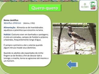.
Nome científico:
Vanellus chilensis (Molina, 1782)
Alimentação: Alimenta-se de invertebrados
aquáticos e peixinhos que encontra na lama.
Habitat: Costuma viver em banhados e pastagens;
é visto em estradas, campos de futebol e próximo
a fazendas, frequentemente longe d'água.
É sempre o primeiro a dar o alarme quando
algum intruso invade seus domínios.
Quando os adultos são espantados do ninho
fingem-se de feridos a fim de desviar dali o
inimigo; o macho, torna-se agressivo até mesmo a
um homem.
Quero-quero
 
