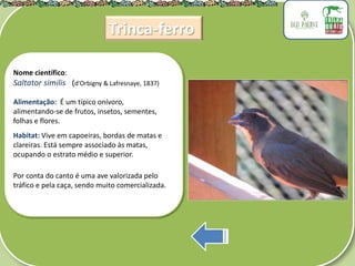 .
Nome científico:
Saltator similis (d'Orbigny & Lafresnaye, 1837)
Alimentação: É um típico onívoro,
alimentando-se de frutos, insetos, sementes,
folhas e flores.
Habitat: Vive em capoeiras, bordas de matas e
clareiras. Está sempre associado às matas,
ocupando o estrato médio e superior.
Por conta do canto é uma ave valorizada pelo
tráfico e pela caça, sendo muito comercializada.
Trinca-ferro
 