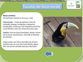 .
Nome científico:
Ramphastos dicolorus (Linnaeus, 1766)
Alimentação: Frutos de palmitos, fruto da
embaúba, pitanga, artrópodes e pequenos
vertebrados, sendo que com frequência alimenta-
se de filhotes e ovos em ninhos de outras aves.
Habitat: Vive em áreas florestadas, desde o litoral
até as zonas montanhosas, incluindo as florestas
de planalto.
Acaba sendo uma vítima do tráfico de animais
silvestres por ser uma ave muito bonita, alguns
têm suas penas retiradas para que não fujam.
Tucano-de-bico-verde
 