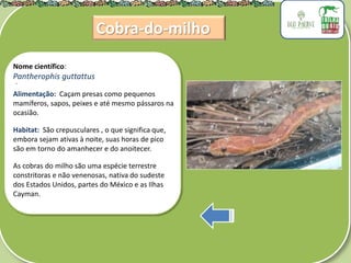 .
Nome científico:
Pantherophis guttattus
Alimentação: Caçam presas como pequenos
mamíferos, sapos, peixes e até mesmo pássaros na
ocasião.
Habitat: São crepusculares , o que significa que,
embora sejam ativas à noite, suas horas de pico
são em torno do amanhecer e do anoitecer.
As cobras do milho são uma espécie terrestre
constritoras e não venenosas, nativa do sudeste
dos Estados Unidos, partes do México e as Ilhas
Cayman.
Cobra-do-milho
 