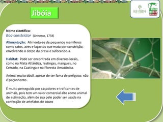 .
Nome científico:
Boa constrictor (Linnaeus, 1758)
Alimentação: Alimenta-se de pequenos mamíferos
como ratos, aves e lagartos que mata por constrição,
envolvendo o corpo da presa e sufocando-a.
Habitat: Pode ser encontrada em diversos locais,
como na Mata Atlântica, restingas, mangues, no
Cerrado, na Caatinga e na Floresta Amazônica.
Animal muito dócil, apesar de ter fama de perigoso; não
é peçonhento .
É muito perseguida por caçadores e traficantes de
animais, pois tem um valor comercial alto como animal
de estimação, além de sua pele poder ser usada na
confecção de artefatos de couro
Jibóia
 