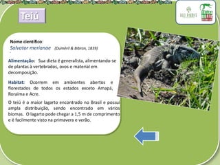 .
Nome científico:
Salvator merianae (Duméril & Bibron, 1839)
Alimentação: Sua dieta é generalista, alimentando-se
de plantas à vertebrados, ovos e material em
decomposição.
Habitat: Ocorrem em ambientes abertos e
florestados de todos os estados exceto Amapá,
Roraima e Acre.
O teiú é o maior lagarto encontrado no Brasil e possui
ampla distribuição, sendo encontrado em vários
biomas. O lagarto pode chegar a 1,5 m de comprimento
e é facilmente visto na primavera e verão.
Teiú
 