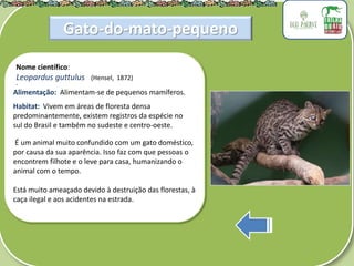 .
Nome científico:
Leopardus guttulus (Hensel, 1872)
Alimentação: Alimentam-se de pequenos mamíferos.
Habitat: Vivem em áreas de floresta densa
predominantemente, existem registros da espécie no
sul do Brasil e também no sudeste e centro-oeste.
É um animal muito confundido com um gato doméstico,
por causa da sua aparência. Isso faz com que pessoas o
encontrem filhote e o leve para casa, humanizando o
animal com o tempo.
Está muito ameaçado devido à destruição das florestas, à
caça ilegal e aos acidentes na estrada.
Gato-do-mato-pequeno
 